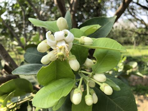 文旦樹剪枝影響花開|麻豆文旦栽培管理